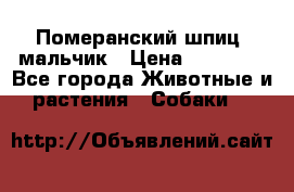 Померанский шпиц, мальчик › Цена ­ 35 000 - Все города Животные и растения » Собаки   